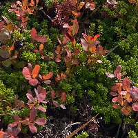 Reidun Elinor Karlsen