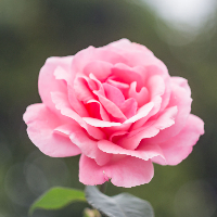 Elisabeth Johanne Fortun